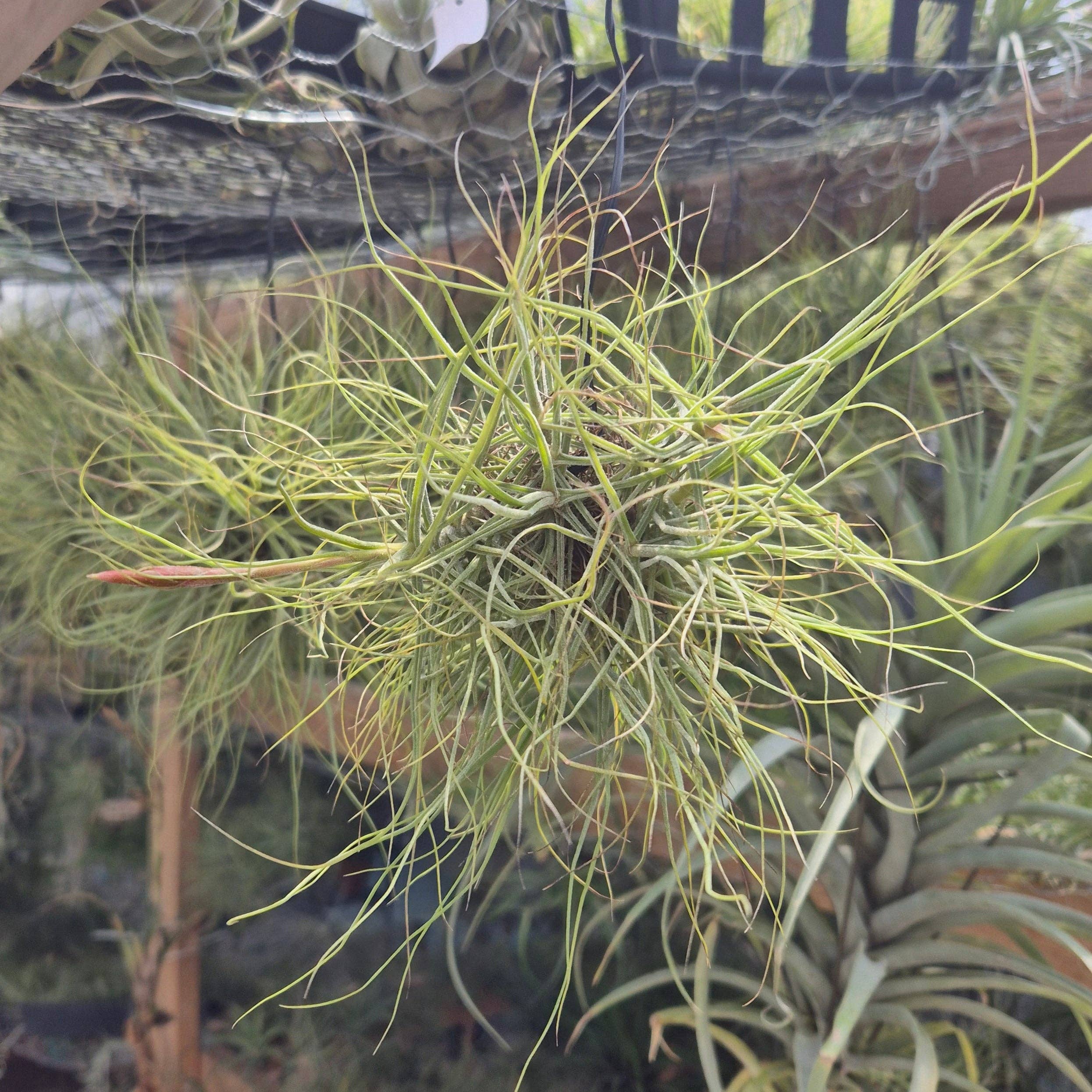 Airplant Direct - Vente Plante - Tillandsia Schiedeana en grappe suspendue1