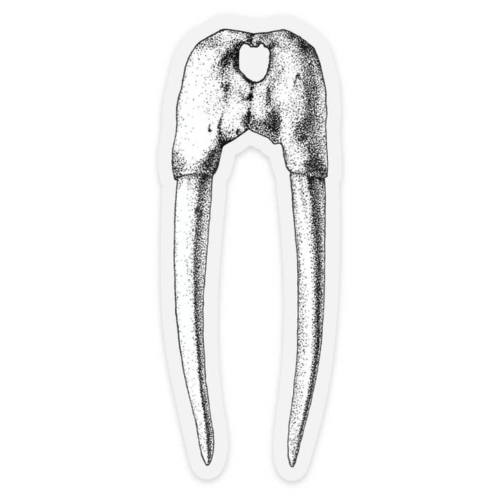 Walrus Skull Sticker for wholesale by Robin Farmer Art