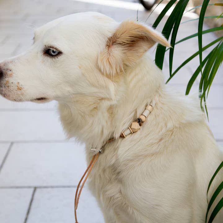 Les Verts Moutons – Engroshandel Halsbånd - Kat/hund – Læder kryds krave - XS til XL