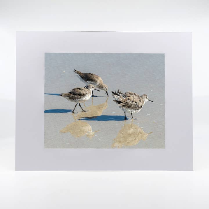 Artwork-Semipalmated Sandpipers for wholesale by Mike Ring Photography