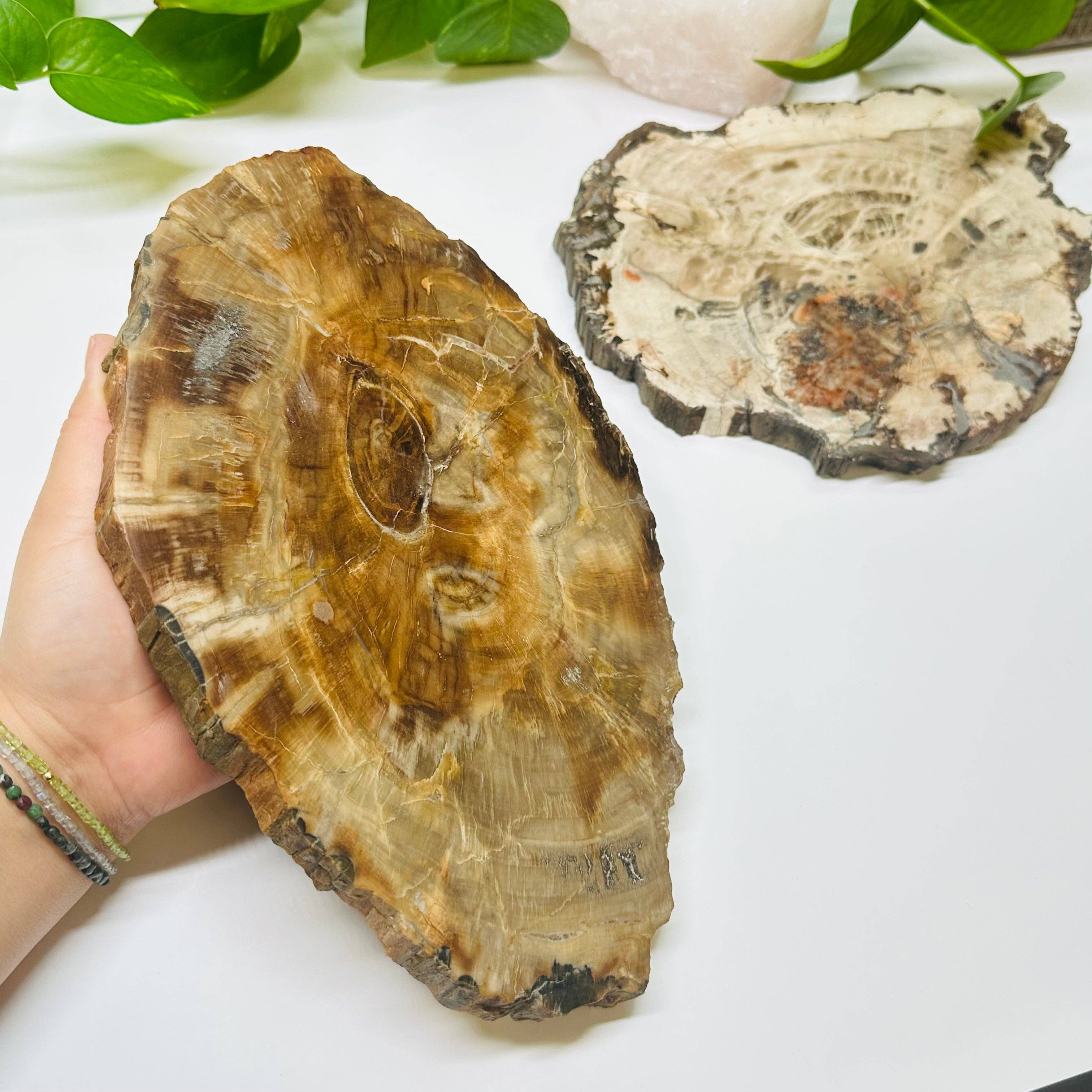 Rock Paradise - Wholesale Spiritual Stone/Crystal - Petrified Wood Slabs9