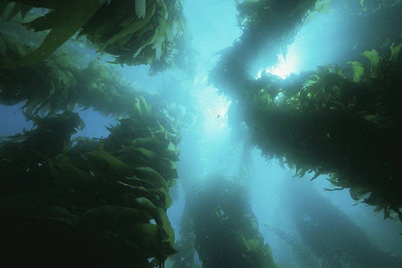 Natura Petz Organics - Wholesale Pet Supplement - Cat/Dog - Omega 3 & 6 Complete Meal Topper for Dogs & Cats*  - Nutritional Omega 3 Meal Topper for Dogs & Cats*2