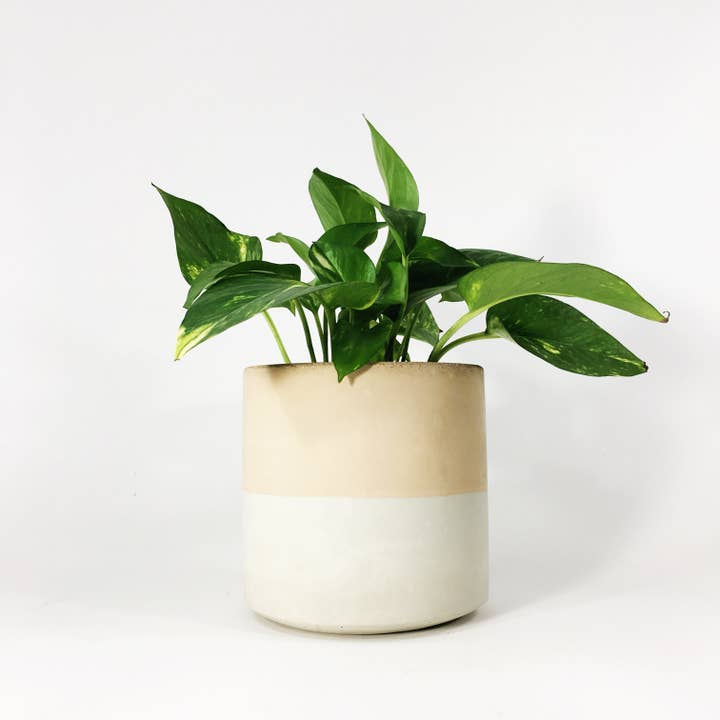 Settlewell - Wholesale Plant Pot - 6" Straight Sided Concrete Pot / 17 Colors8