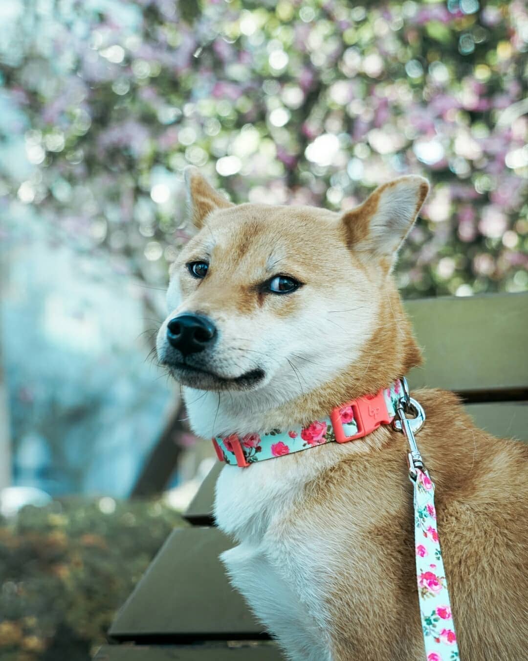 Blueberry Pet - Wholesale Halsband - Hond - Lichtgewicht verstelbare hondenhalsband met lente bloemenpatroon18