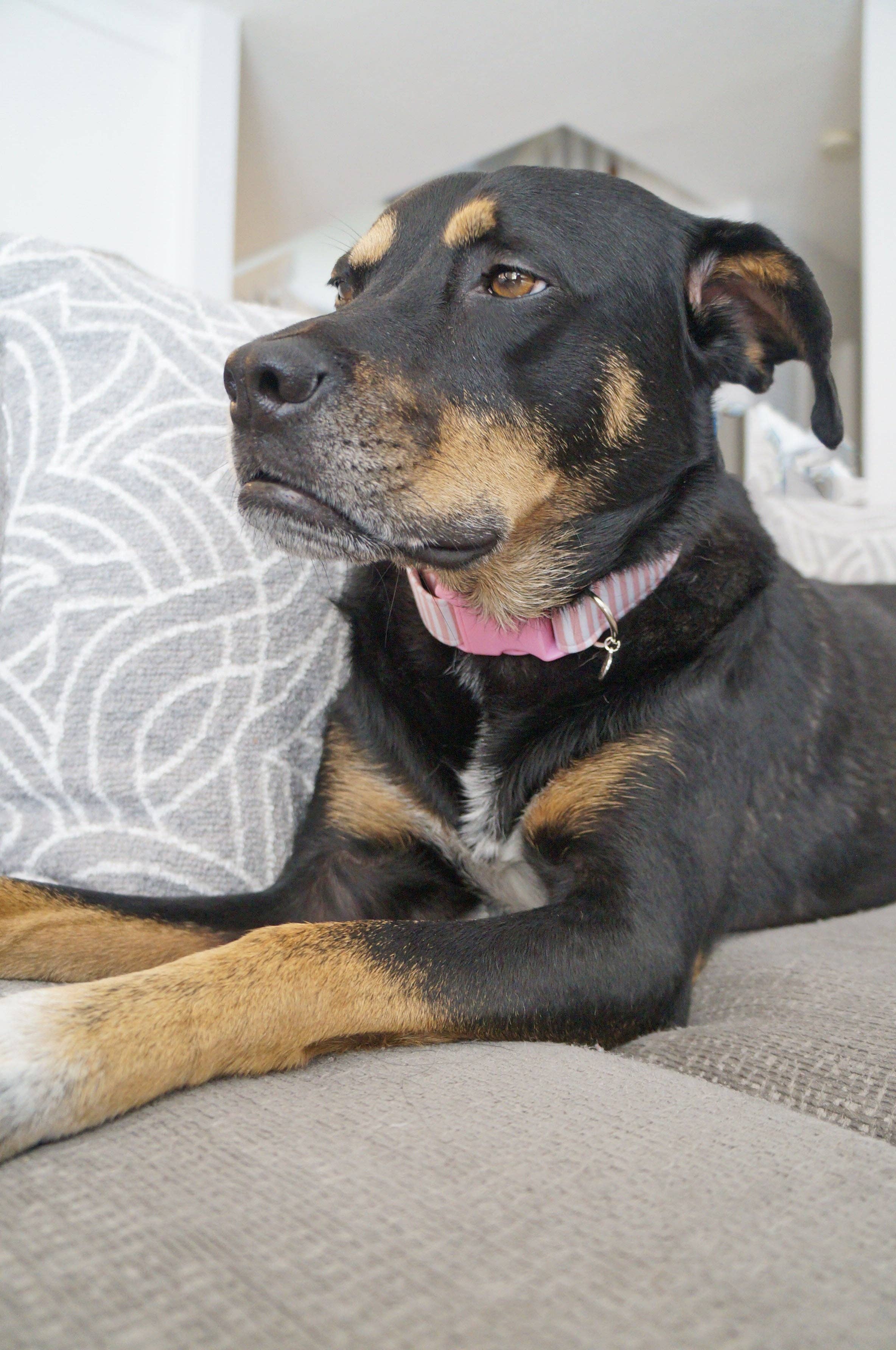 kiwi & WILLOW - Wholesale Pet Collar - Dog - Rose Striped Dog Collar1