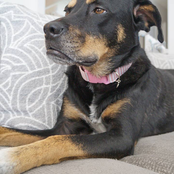 kiwi & WILLOW - Wholesale Pet Collar - Dog - Rose Striped Dog Collar1