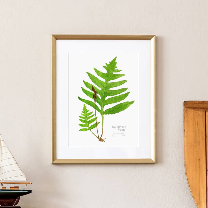 Studio Tuesday - Wholesale Art Print - Sensitive Fern Botanical Watercolor Print