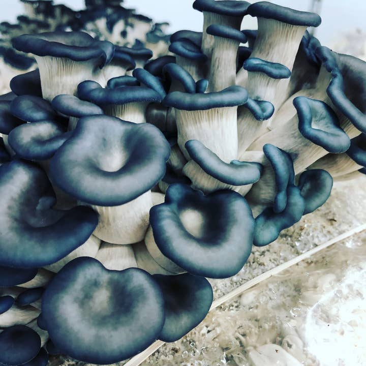 Midwest Grow Kits - Wholesale DIY craft kit - Blue Oyster Liquid Culture Syringe (10cc)1