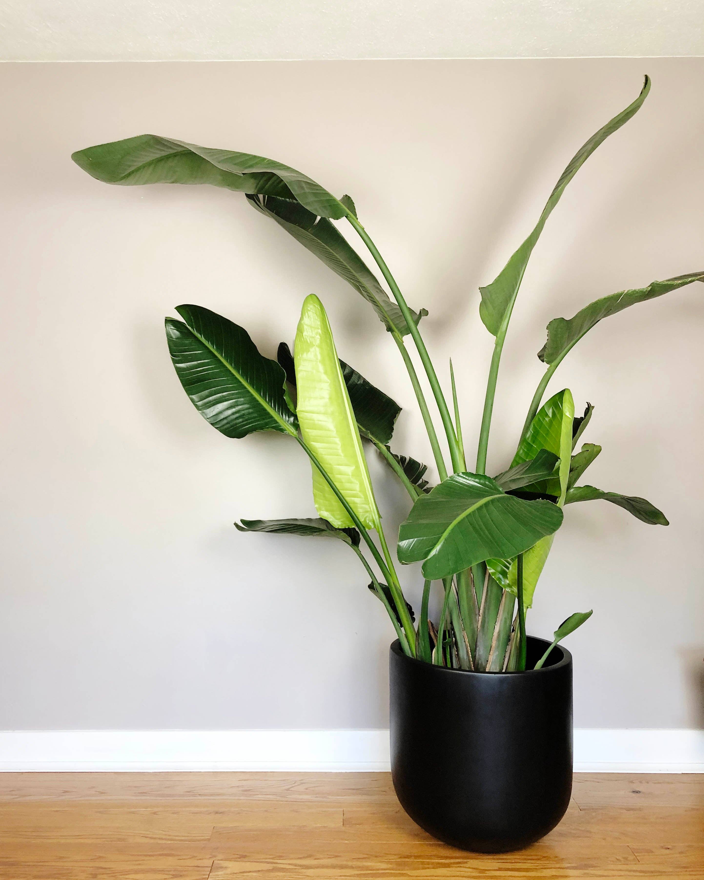 Common House Studio - Vendita all'ingrosso Vasi per piante - VASO ESSENZIALE | FIORIERA35