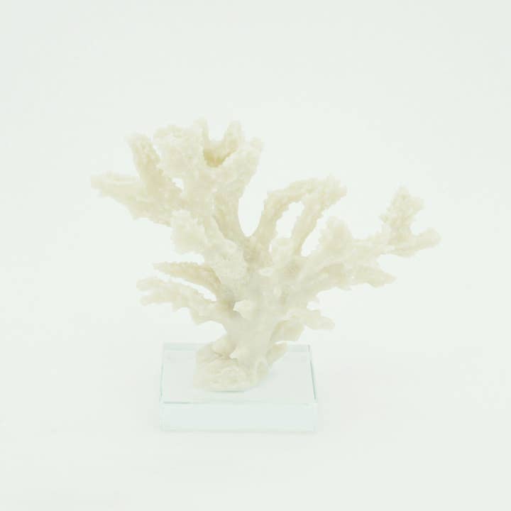 Modern Coastal by Contrast Inc. - Wholesale Decorative Tabletop Object - Staghorn Coral on Base4