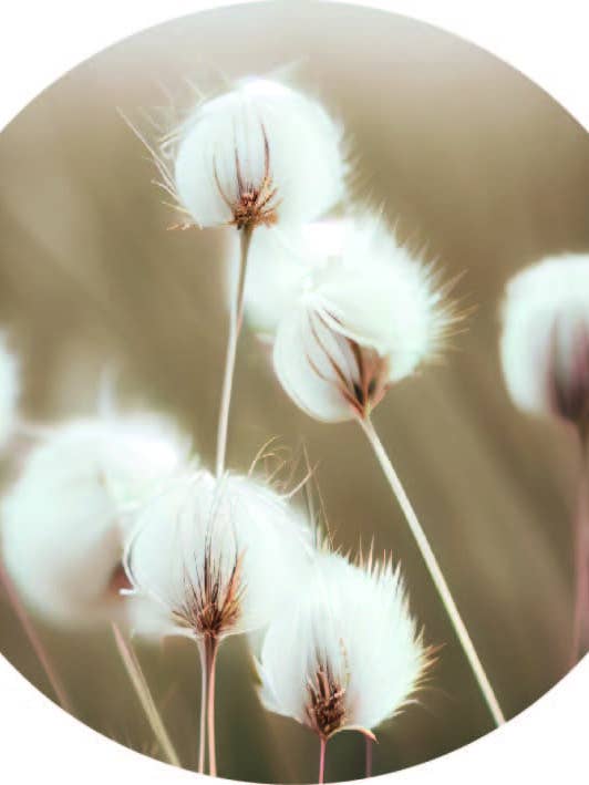 Círculo de parede de plantas fofas por atacado de Gewoon ZieZo