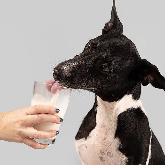 Logan’s – Engroshandel Kæledyrskosttilskud – Hund – Logan’s hel gedemælks pulver - (kan ikke eksporteres uden for Storbritannien)7