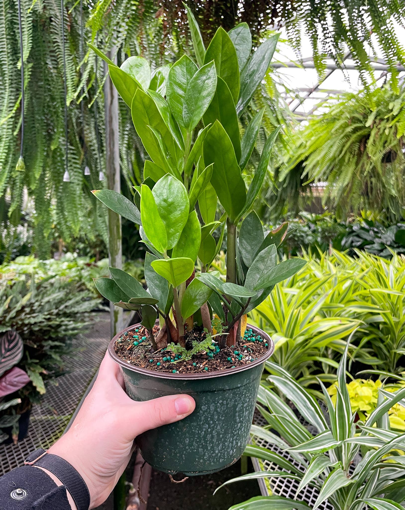 Thorsen's Greenhouse - Wholesale Live Plant - ZZ Plant - Live Plant5