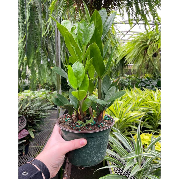 Thorsen's Greenhouse - Wholesale Live Plant - ZZ Plant - Live Plant5