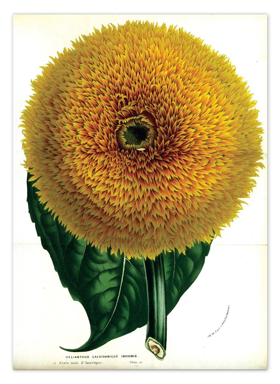 Laughing Elephant – Großhandel Postkarten-Set – Sonnenblumen-Postkartenbox — Postkarten für den täglichen Gebrauch in Schachtel8