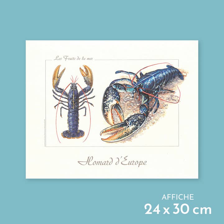 European lobster - Poster for wholesale by Longue-vue