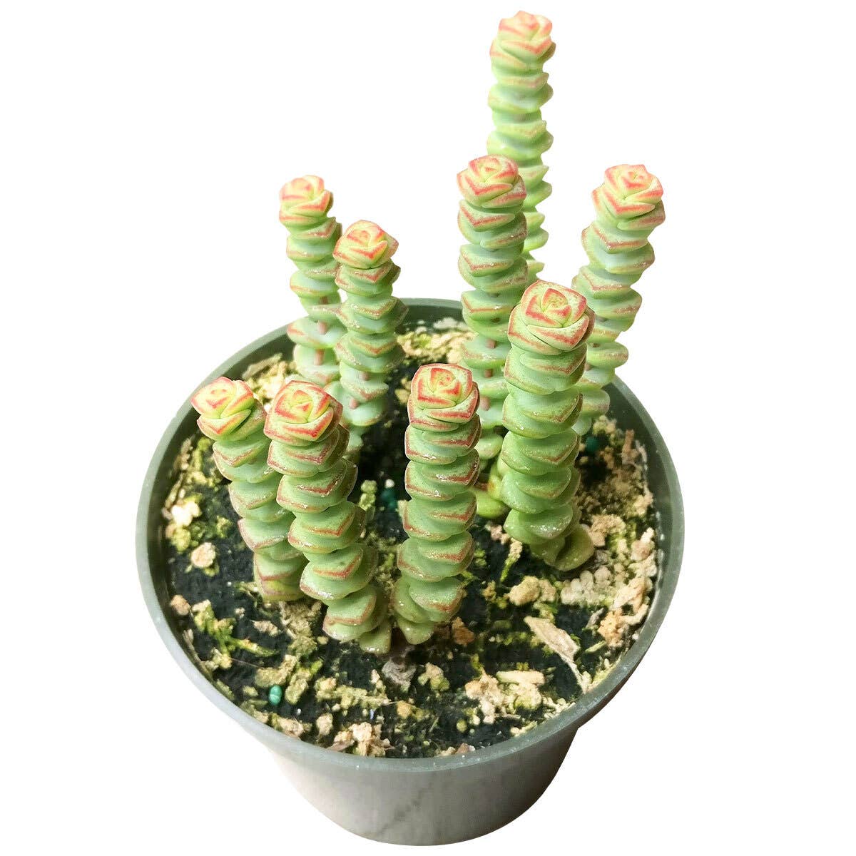 Best Plant Friend - Wholesale Succulent - Crassula Baby Necklace - Live Succulents Plant 2/4 inch Pot1