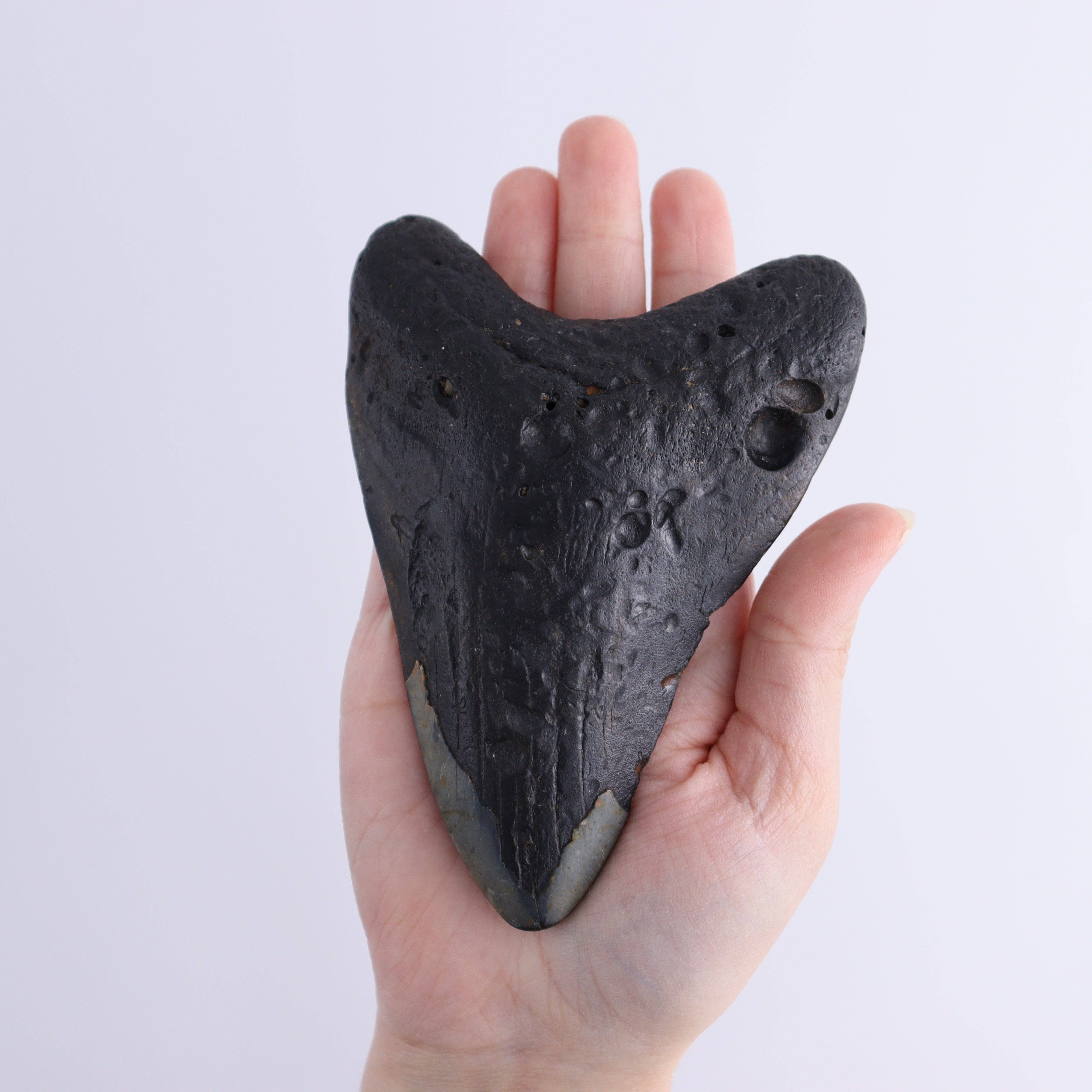 Mi Esperanza Minerals - Wholesale Decorative Tabletop Object - Megalodon Teeth Set of 34