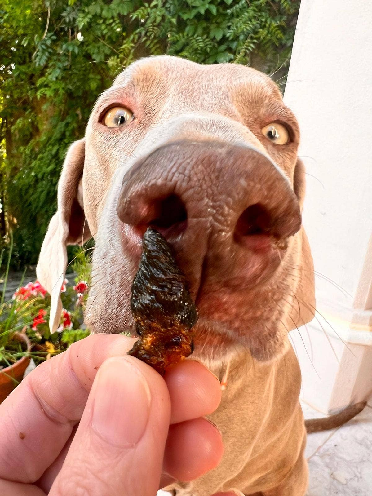 Cooka's Cookies - Wholesale Pet Treats - Dog - Chicken Truffles - Air-dried Chicken Hearts3