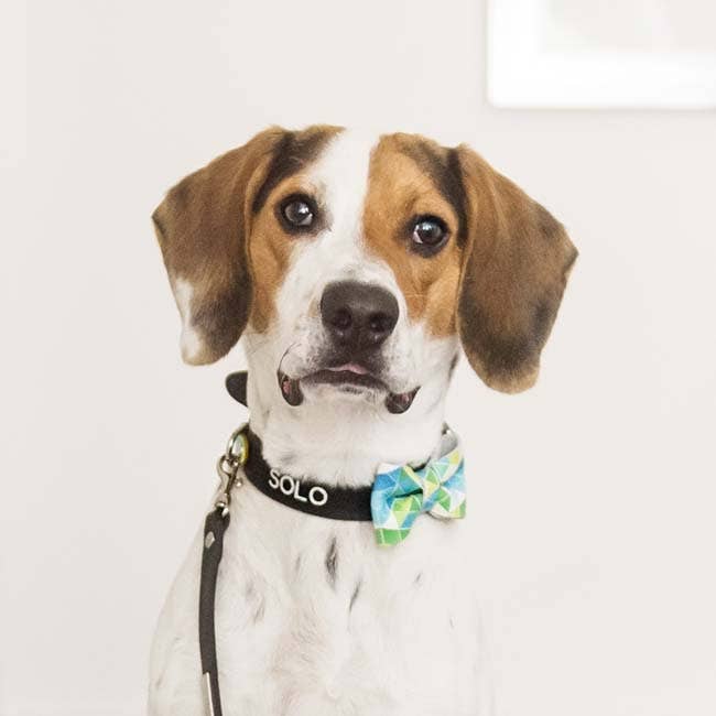 Noeud Papillon Geo 4C pour la vente par Signe Louka