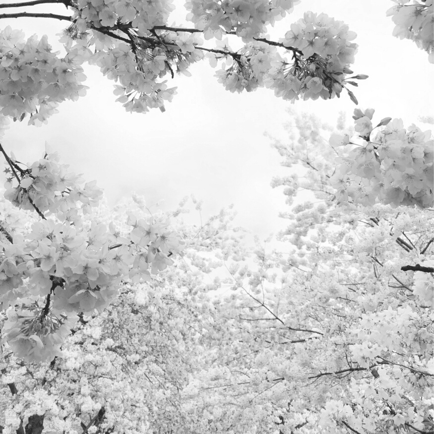 One Seed - Wholesale Perfume/Eau de Toilette - Freedom Eau De Parfum 30ml2