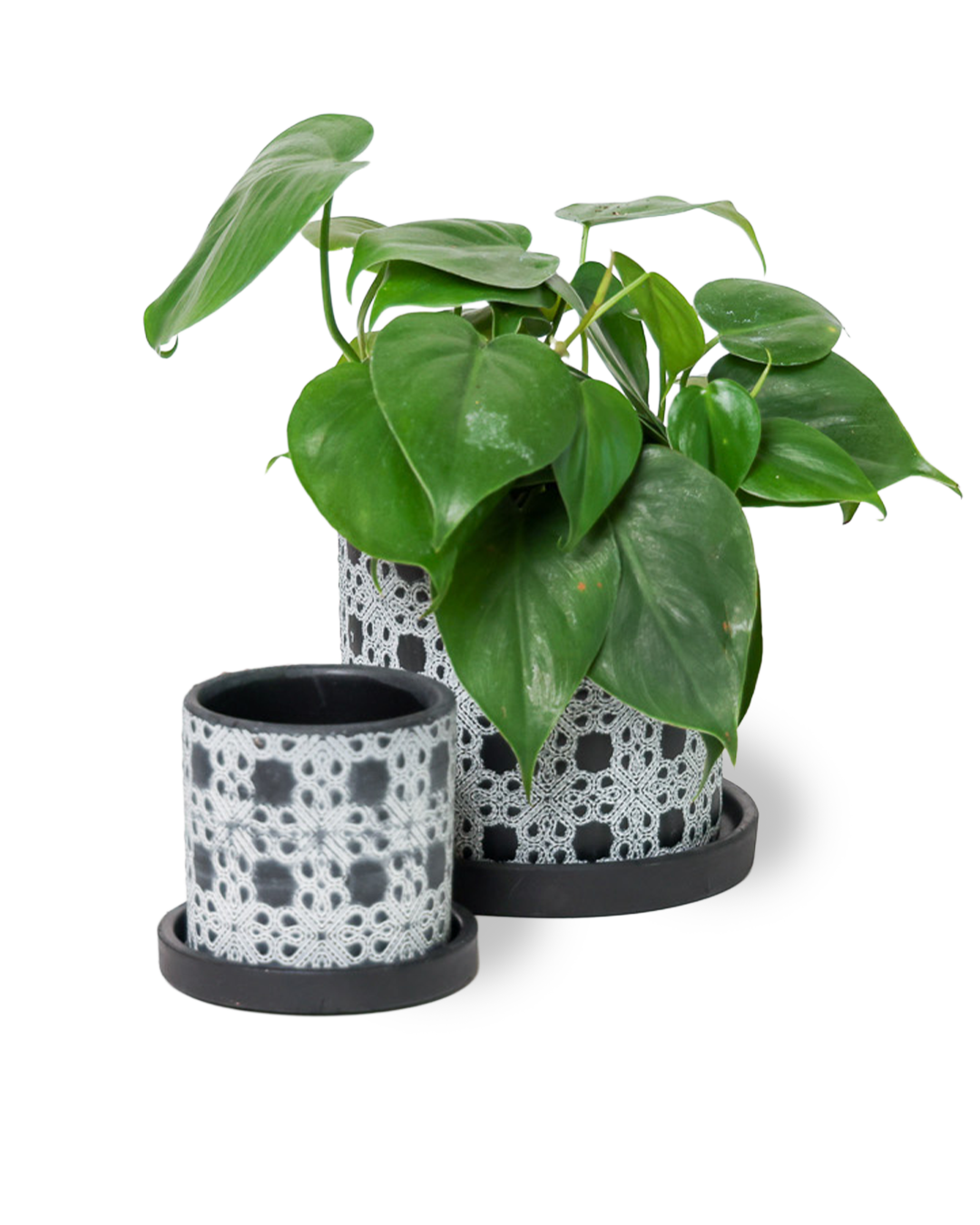 Chive - Wholesale Plant Pot - Balter Succulent Containers Cactus Pot And Saucer13