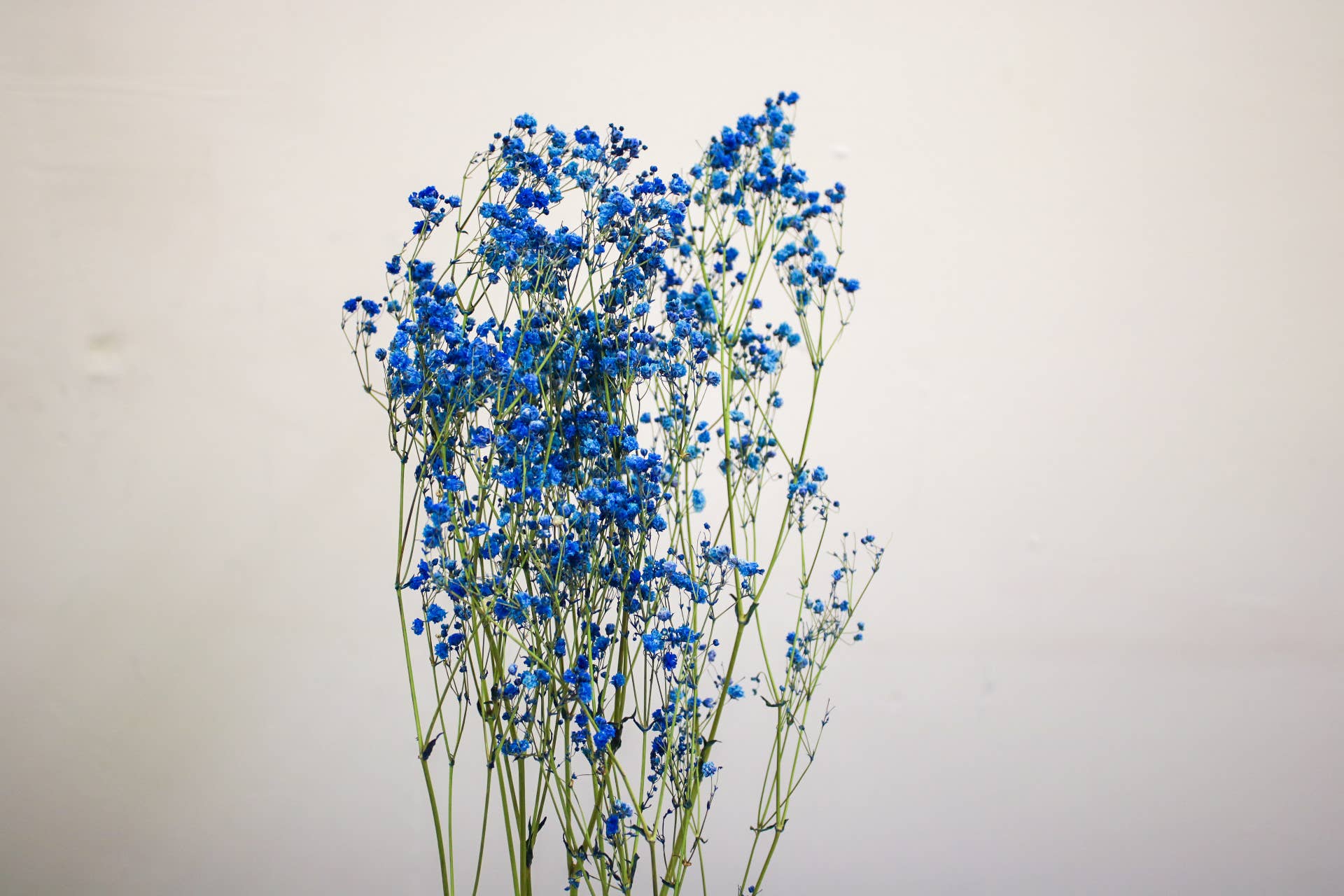 Wildestdreams.flowers - Wholesale Dried/Pressed Flowers - Dried Blue Gypsophila Baby's Breath 3