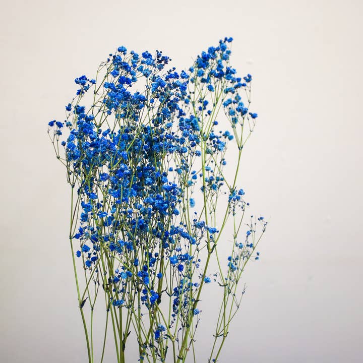 Wildestdreams.flowers - Wholesale Dried/Pressed Flowers - Dried Blue Gypsophila Baby's Breath 3