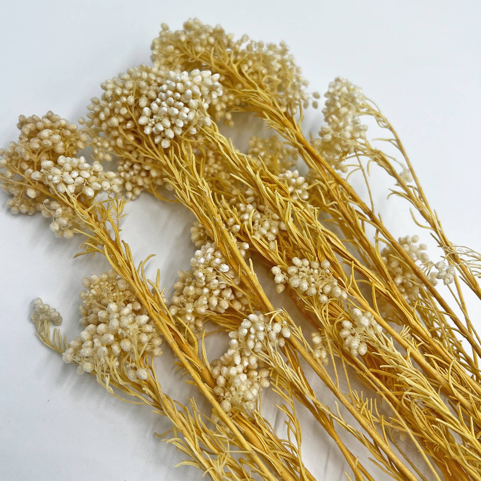 2626 Designs – Engroshandel Tørrede/pressede blomster – Konserveret hirse og risblomst - Immortelle og Ozothamnus blomster30