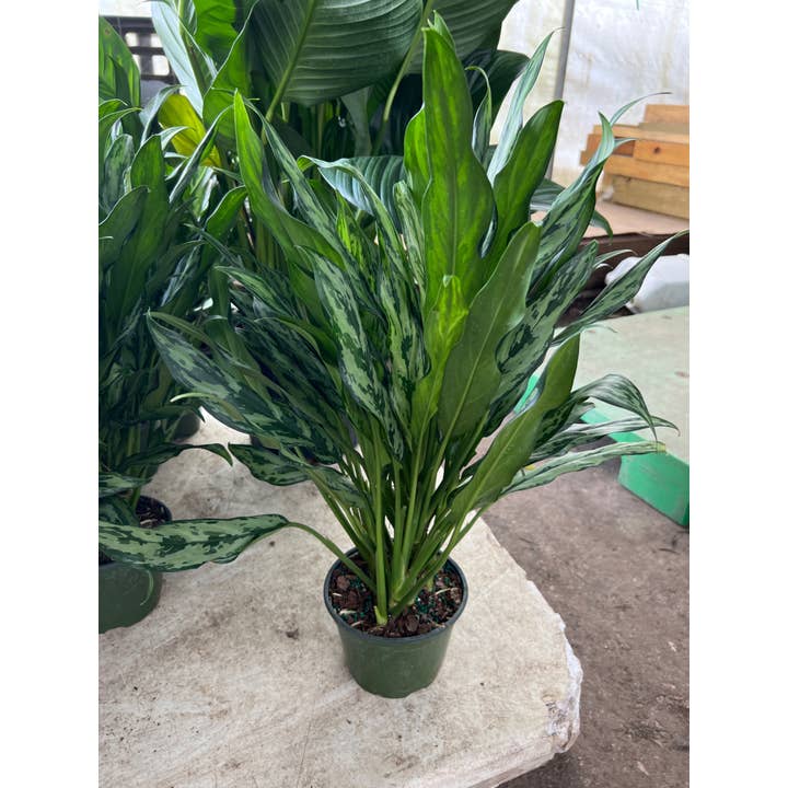 Triad Plants - Wholesale Live Plant - 6" Aglaonema Juliette1