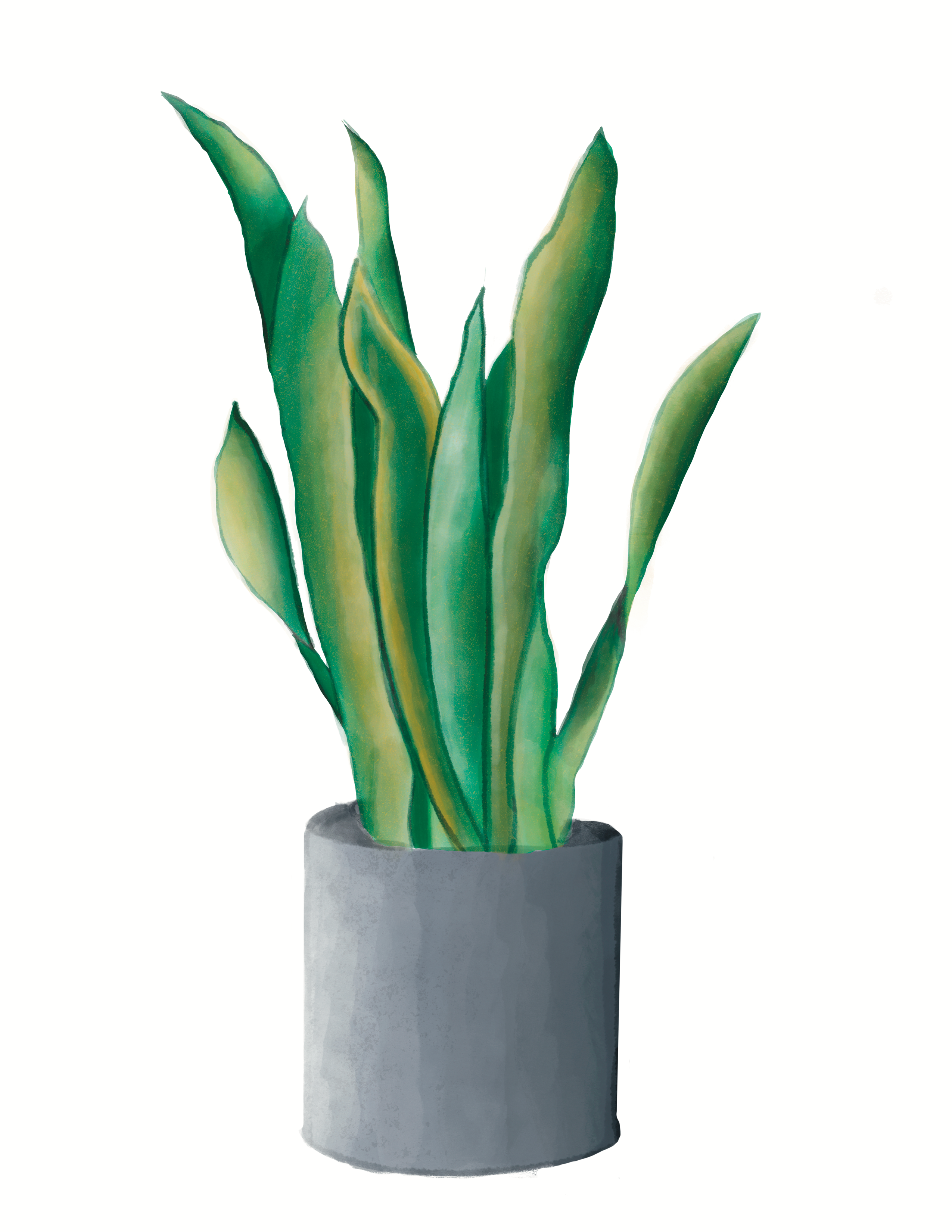 Taylor Stonebarger Creations - Wholesale Art Print - Snake Plant 8.5x11in3