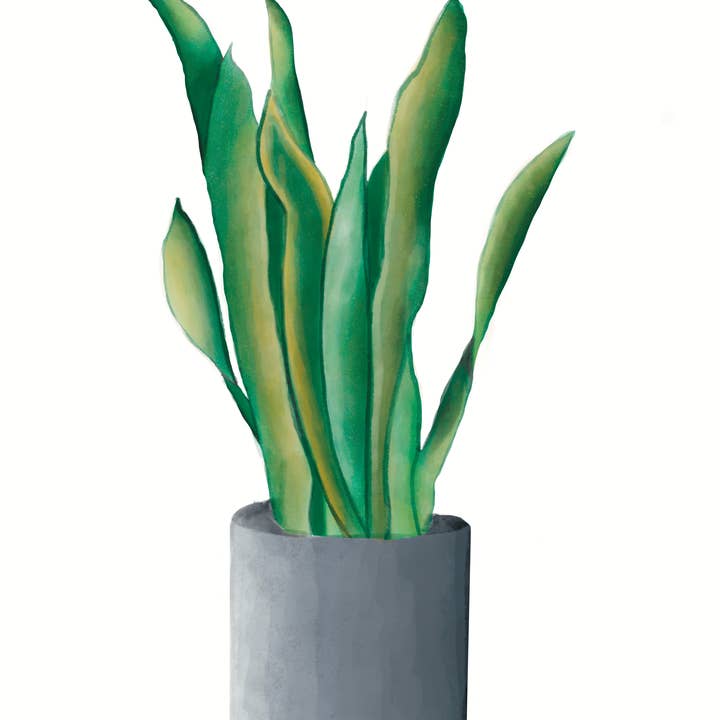 Taylor Stonebarger Creations - Wholesale Art Print - Snake Plant 8.5x11in3