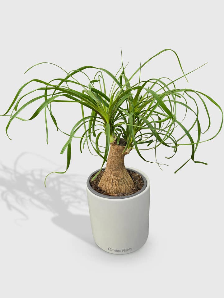 Beaucarnea Recurvata Ponytail Palm for wholesale by Bumble Plants