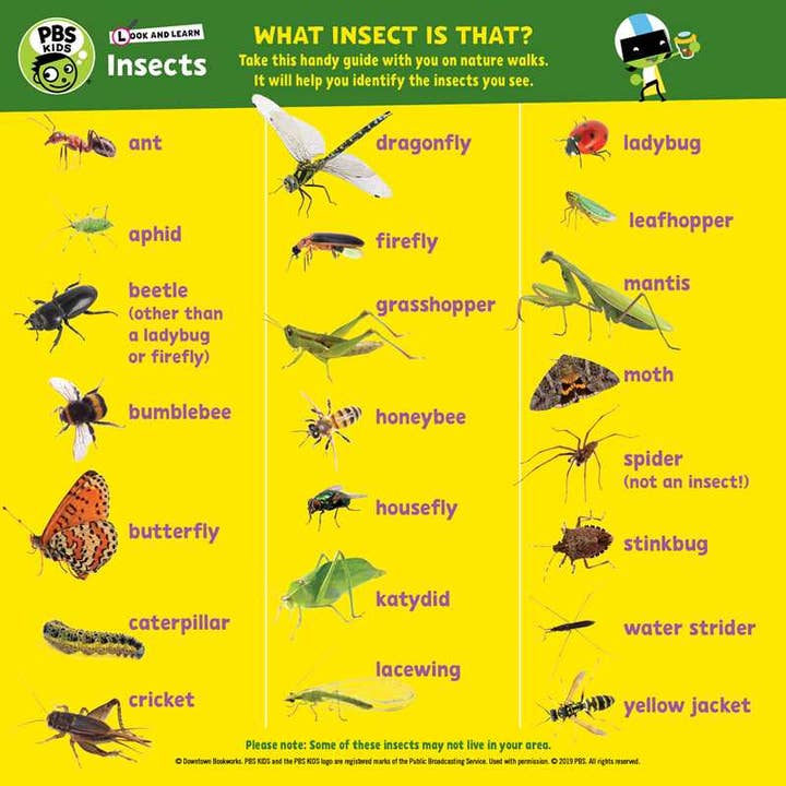 Simon & Schuster - Wholesale Book - Kids - Look and Learn Insects by