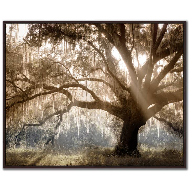 Virginia Oak Canvas Wall Art for wholesale by Streamline Art