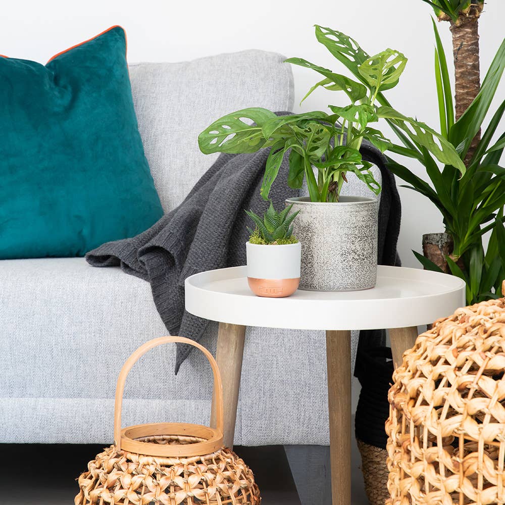 The Little Botanical – wholesale Live plant – Monstera Monkey Leaf 🐒7