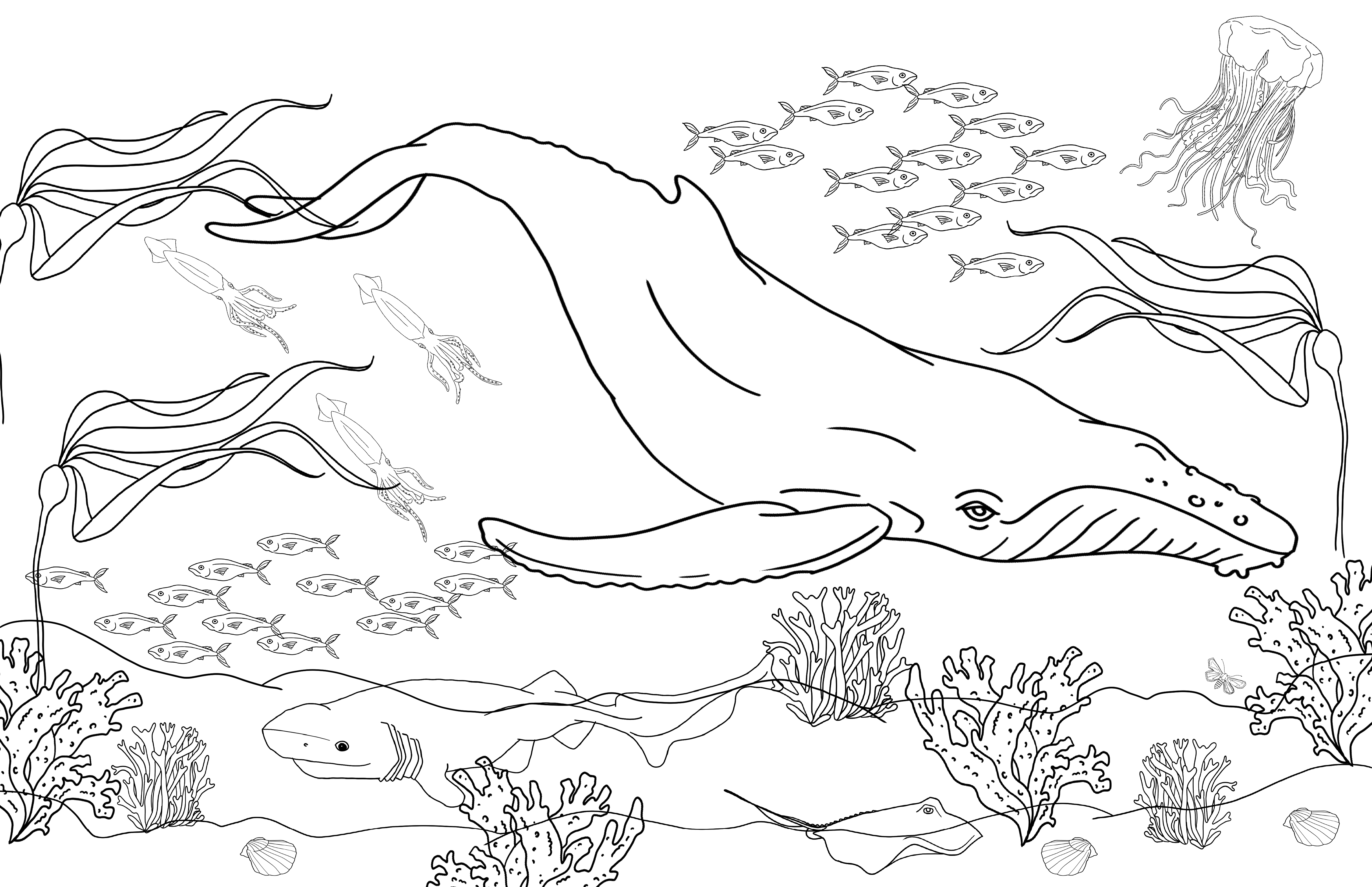 Wurm Wares - Wholesale Colouring and activity book – kids and baby - EarthWurm Coloring & Activity Book-Olympic Peninsula Edition4