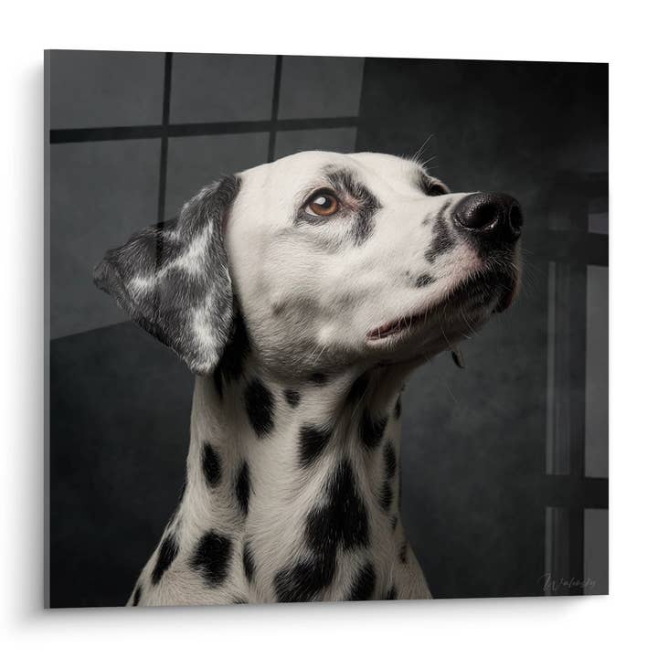Tableau Portrait de Chien Dalmatien Regardant vers le Haut - Regard Contemplatif - Edition Dalmatien pour la vente par Walensky