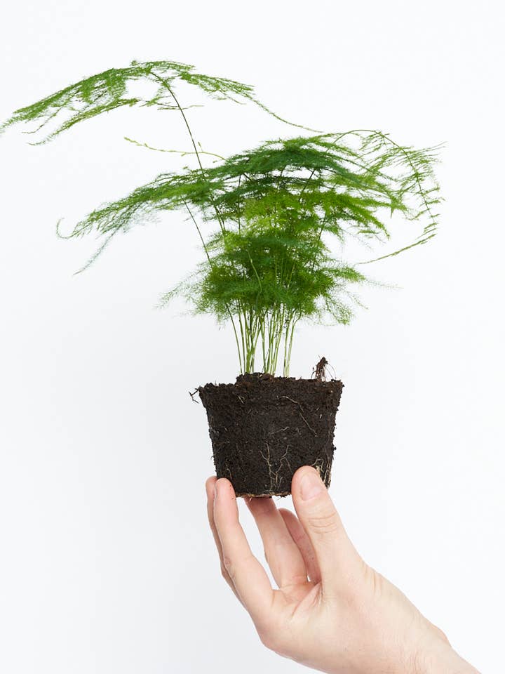 Sparris Plumosus M för wholesale av Miniplanta