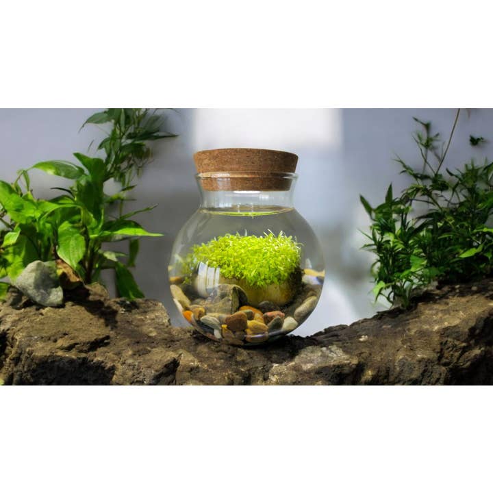 Silver Circle Products - Wholesale Terrarium - WaterPlants Aquatic Seed Kit Glass Terrarium with LED Light2