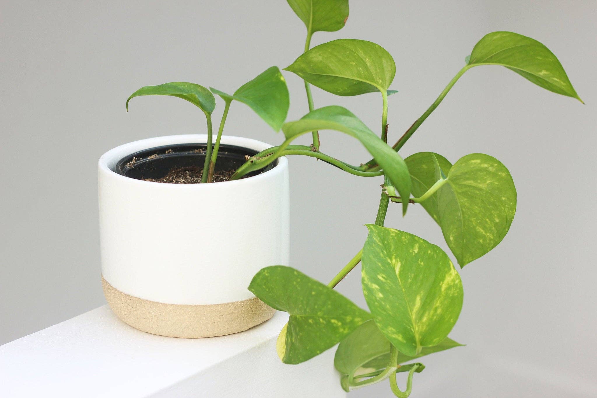 Sprout & About - Vente Pot - Petit pot de fleurs en céramique blanc sur beige