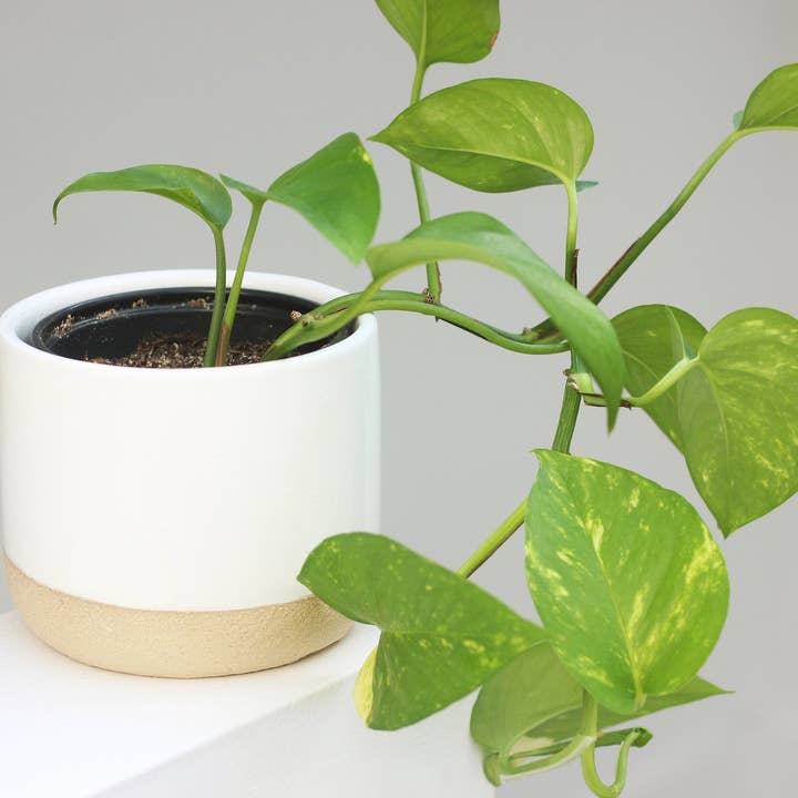 Sprout & About - Wholesale Plant Pot - Large Ceramic Planter Pot White on Beige7