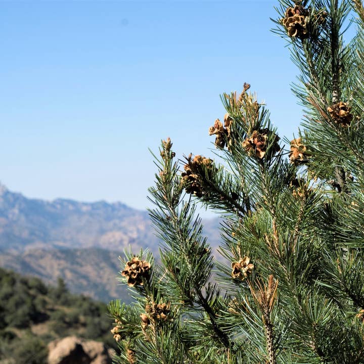 Kejiwa - Wholesale Tincture - Piñon Pineal Spagyria: Pine Herbal Tincture
