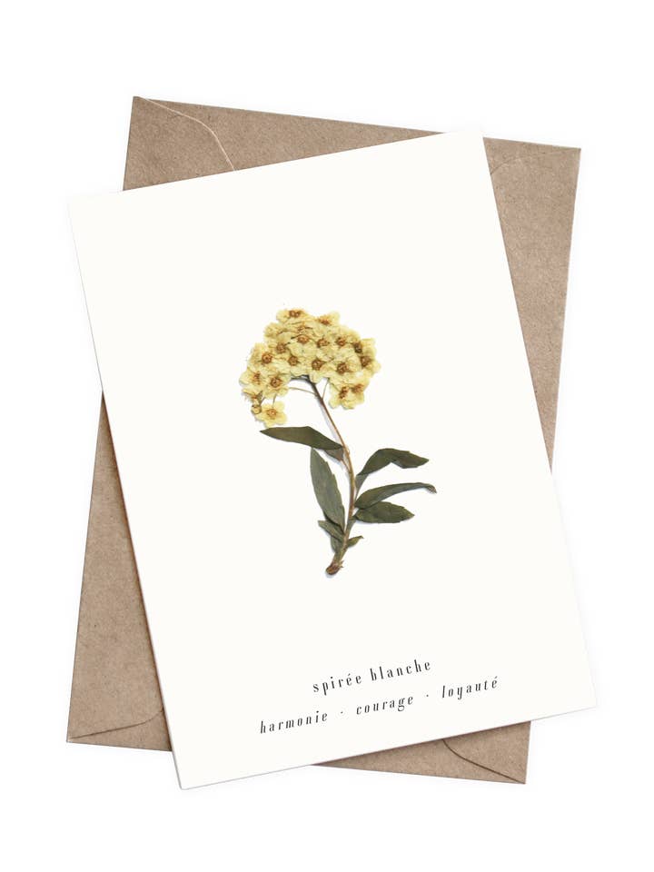 La carta Spirea per la vendita all'ingrosso da parte di Folium - Maison Botanique