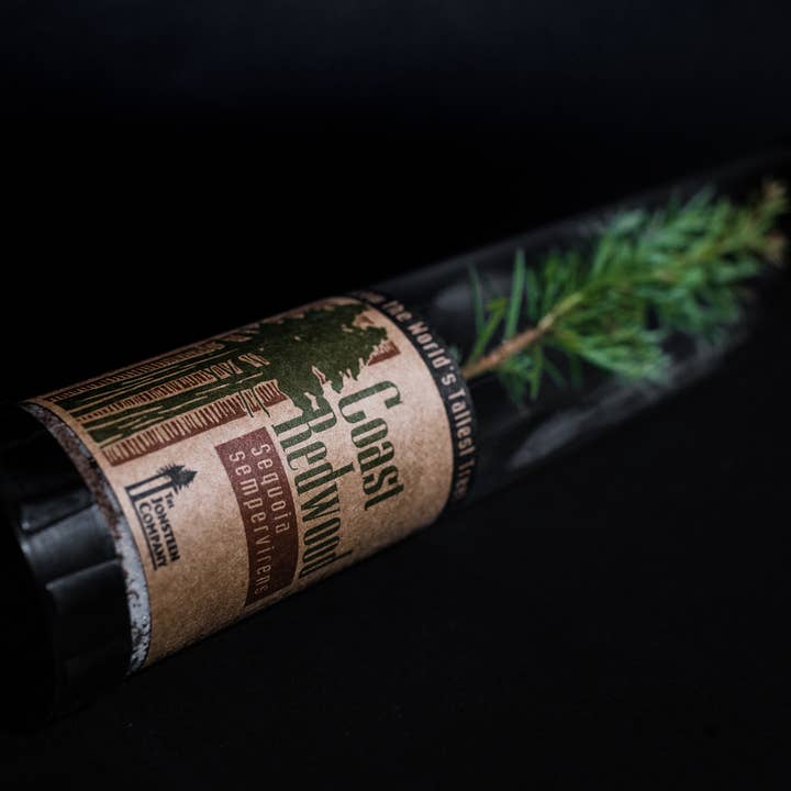 The Jonsteen Company - Wholesale Live Plant - Coast Redwood | Packaged Live Tree