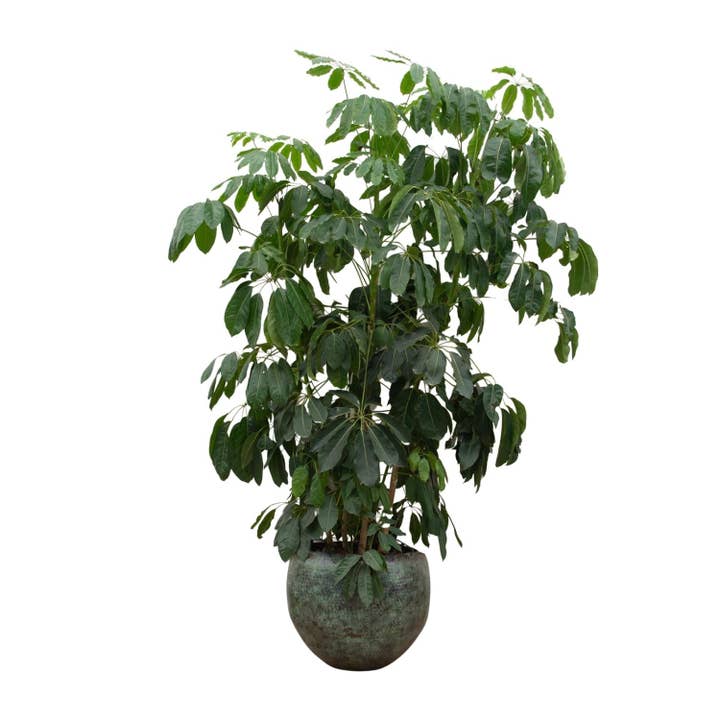 Schefflera Amate XL – 220cm – ø45 – Grande Arália de Interior – Planta de interior de fácil manutenção com folhas verdes brilhantes – Vegetação tropical para espaços residenciais e de trabalho por atacado de Oasis of Life