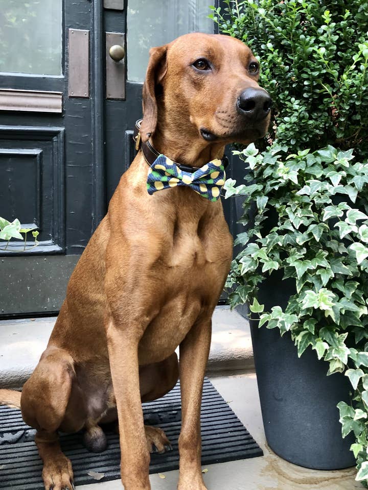 Pineapple Plantation Bow Tie for wholesale by Koa's Ruff Life