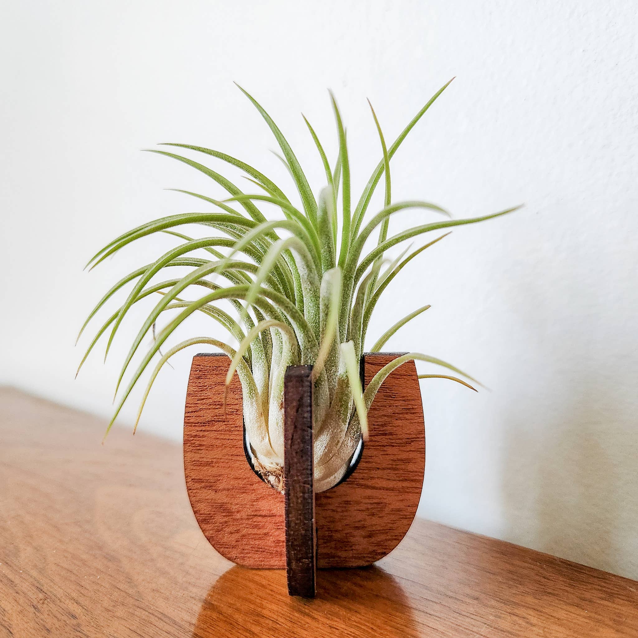 Leaf & Node - Wholesale Plant Pot - Air Plant Stand - Wooden Holder Display (Curved Sides)1