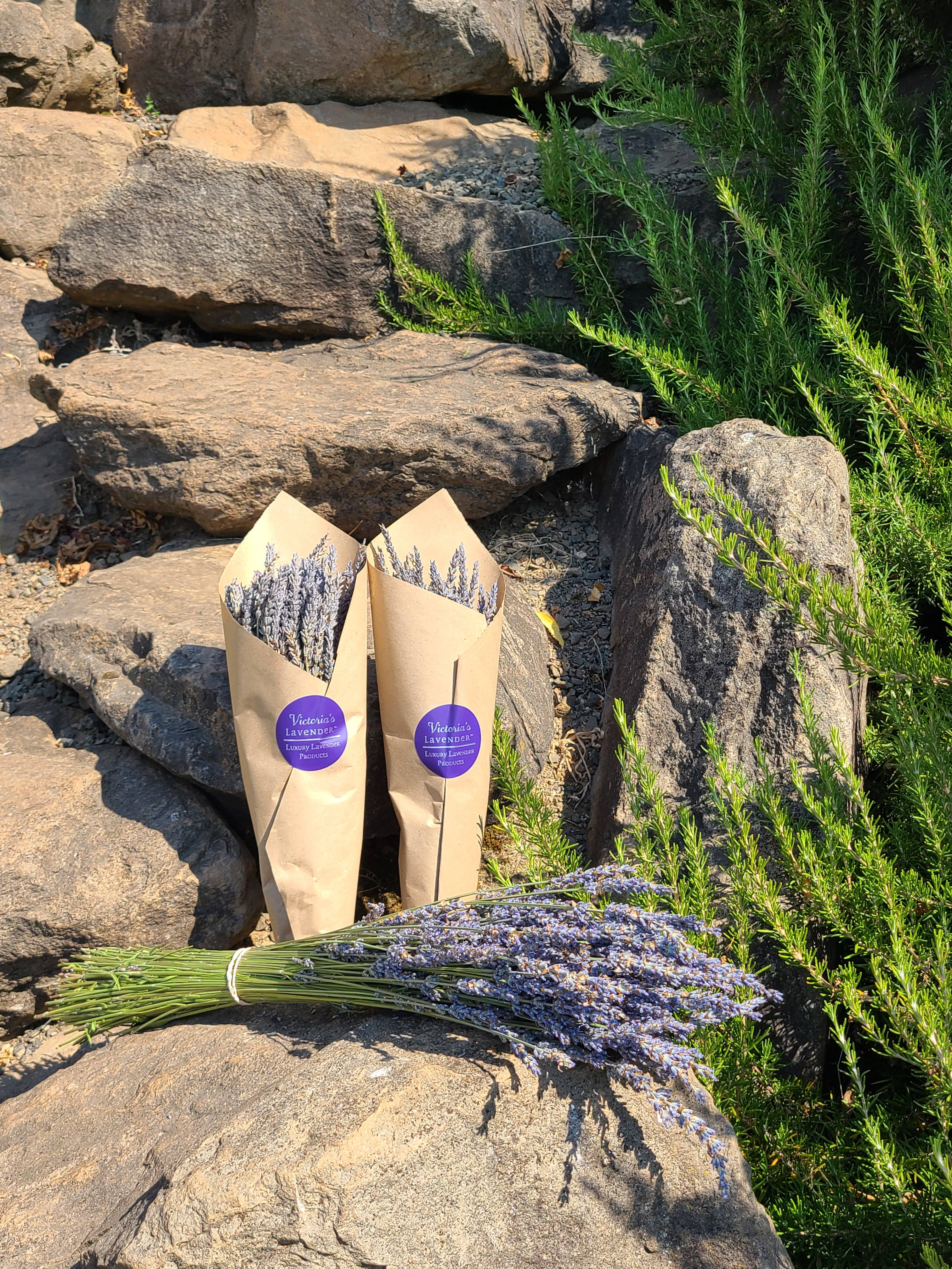 Victoria's Lavender, LLC – Großhandel Getrocknete/gepresste Blumen – Getrocknete Lavendelsträuße - Französisch1