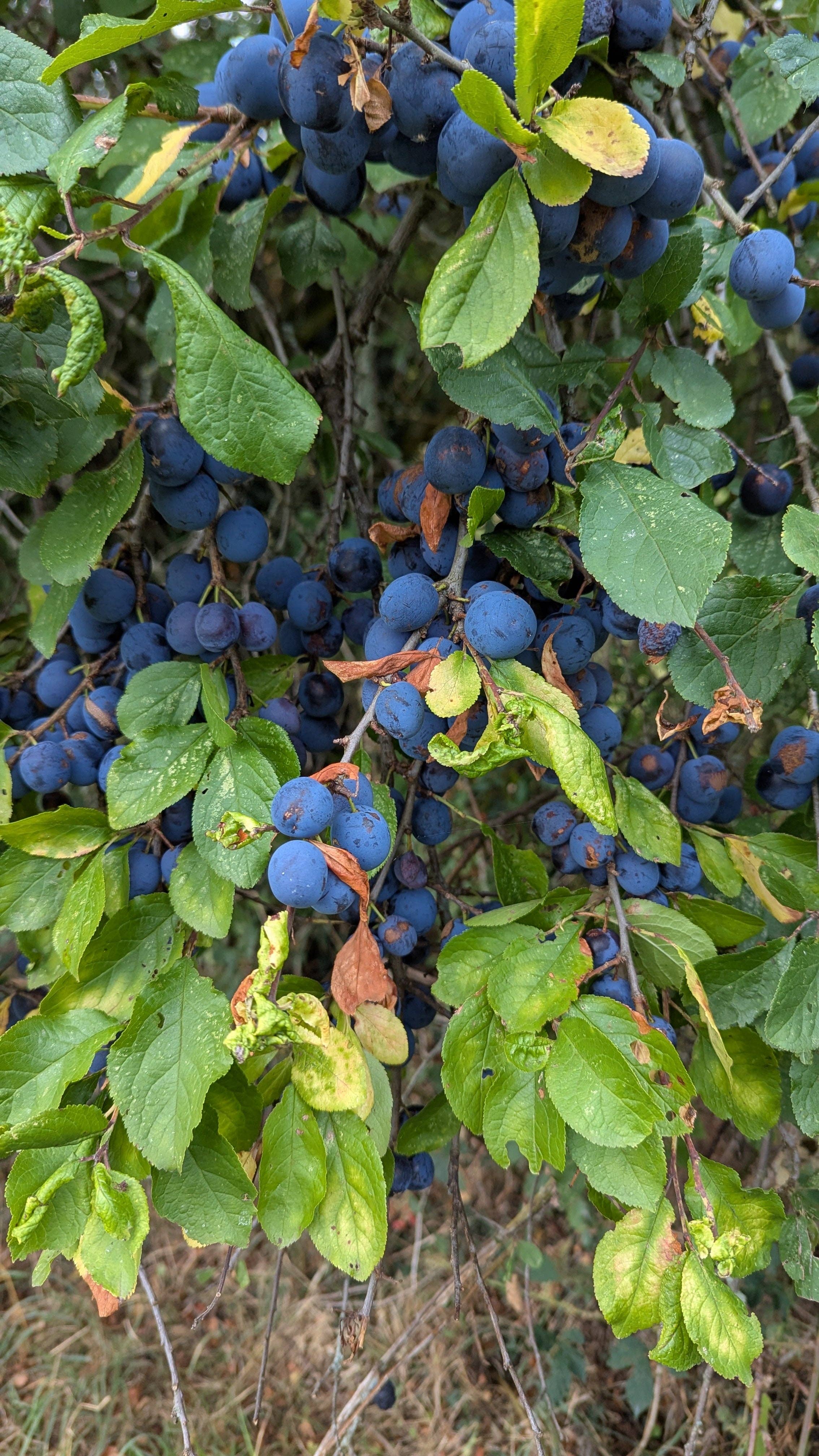 Fruits of the Forage – wholesale Preserves – Damson & Crab Apple Fruit Cheese1